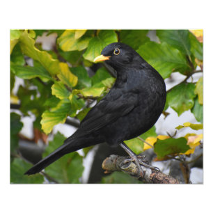 Blackbird Fototryck