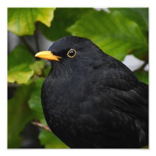 Blackbird Fototryck
