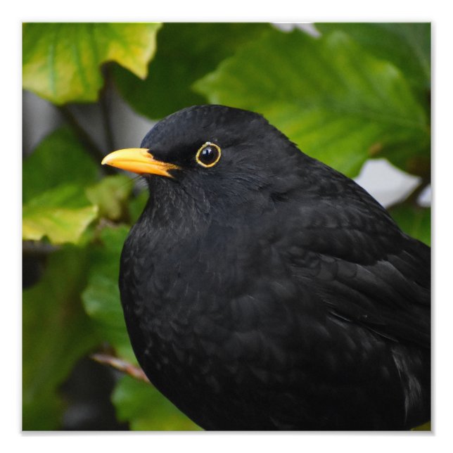 Blackbird Fototryck (Framsidan)
