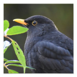 Blackbird Fototryck