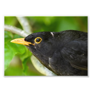 Blackbird Fototryck