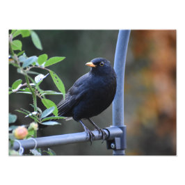 Blackbird Fototryck