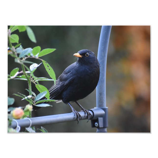 Blackbird Fototryck (Framsidan)
