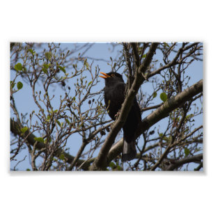 Blackbird Fototryck