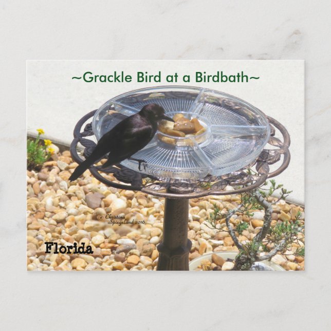 Blackbird Grackle Birdbad Postcard Vykort (Framsida)