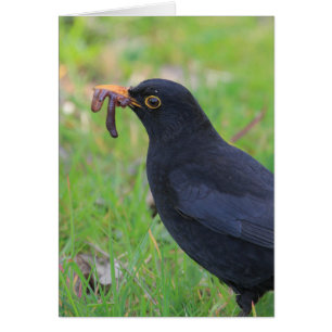 Blackbird Hälsningskort