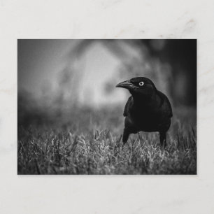 Blackbird i Grass Postcard Vykort