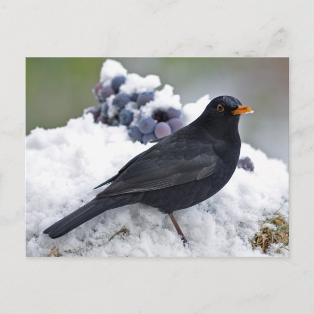 Blackbird i snö vykort (Framsida)
