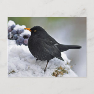 Blackbird i snö vykort