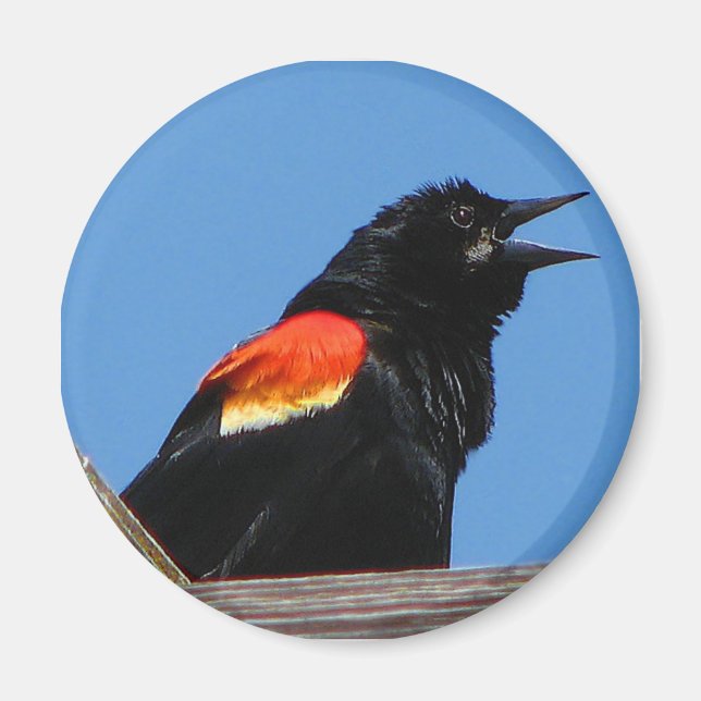 Blackbird Magnet (Framsidan)