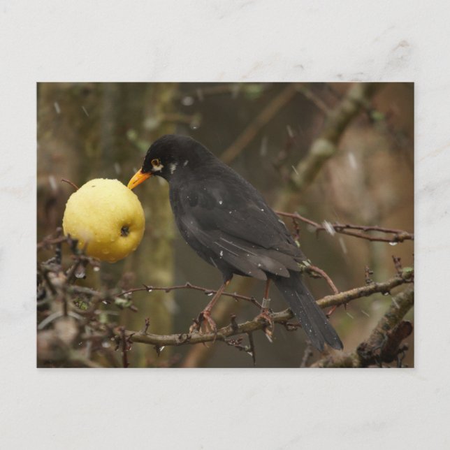 Blackbird med äpple Poscard Vykort (Framsida)