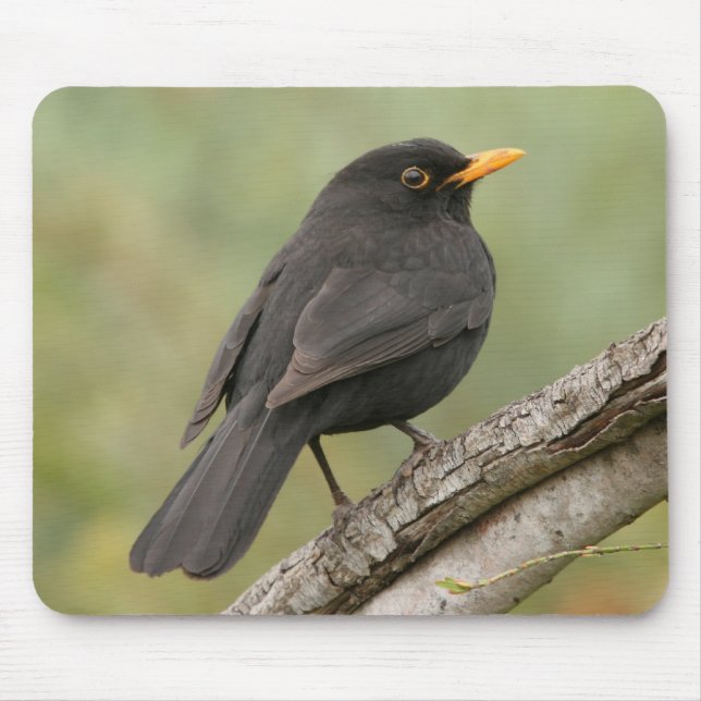 Blackbird Musmatta (Framsidan)
