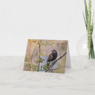 Blackbird Nature Photo Kort