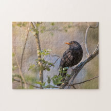 Blackbird Nature Photo
