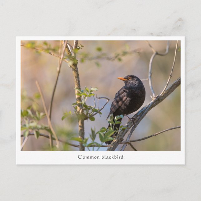 Blackbird Nature Photo Vykort (Framsida)