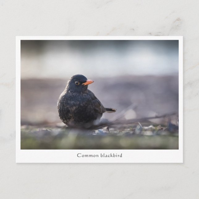 Blackbird Nature Photo Vykort (Framsida)