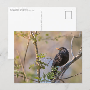 Blackbird Nature Photo Vykort
