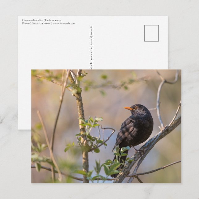 Blackbird Nature Photo Vykort (Fram/baksida)