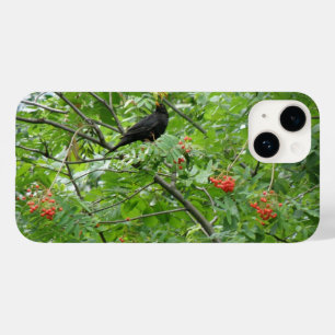Blackbird och Berries