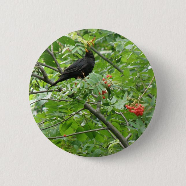 Blackbird och Berries Button Knapp (Framsida)