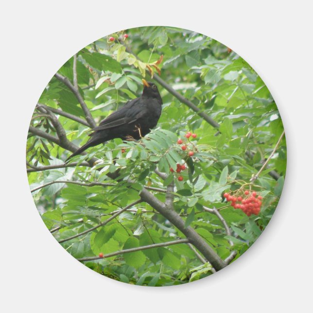 Blackbird och Berries Magnet (Framsidan)