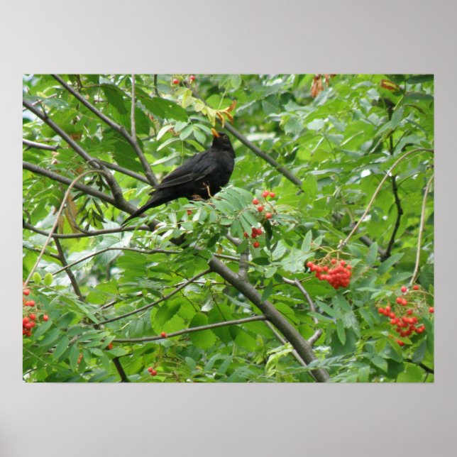 Blackbird och Berries Print Poster (Framsidan)