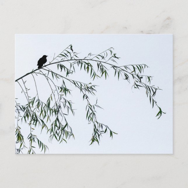 Blackbird On Willow Vykort (Framsida)