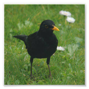 Blackbird på engelsk gräsmatta fototryck