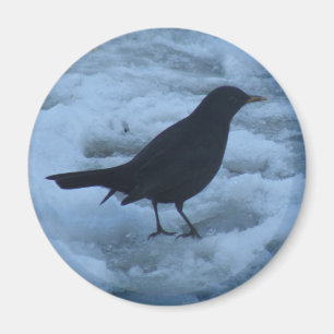 Blackbird på isen Magnet