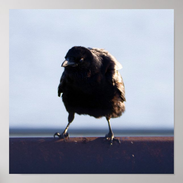 Blackbird Photo Poster (Framsidan)