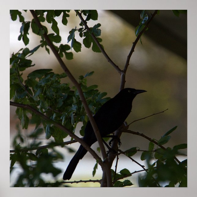 Blackbird Photo Poster (Framsidan)