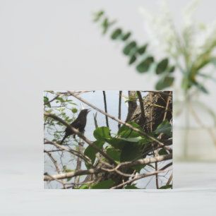 Blackbird Singing in a Träd vycard Vykort