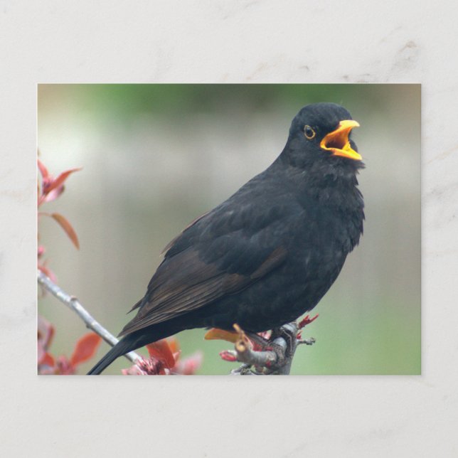 Blackbird sitta i träd vykort (Framsida)