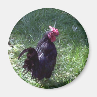 Blackbird Tupp Magnet