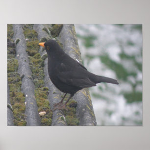 Blackbird-utskrift Poster