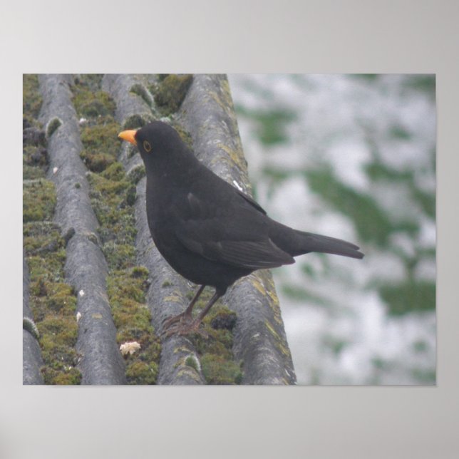 Blackbird-utskrift Poster (Framsidan)