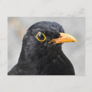Blackbird Vykort