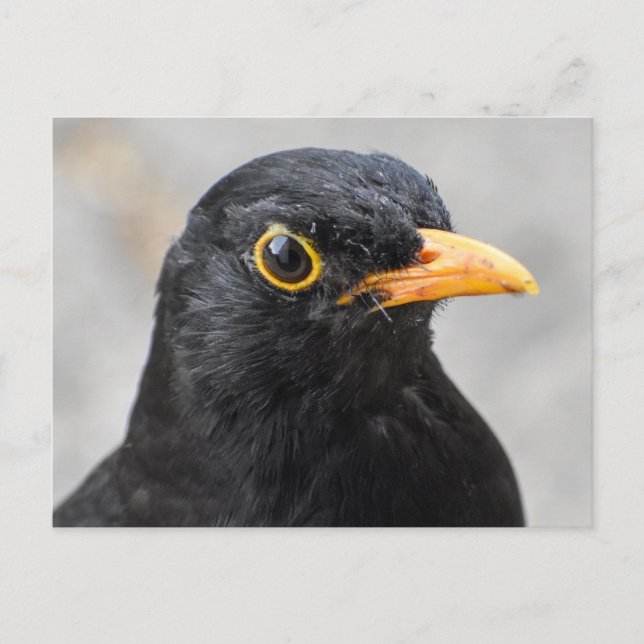 Blackbird Vykort (Framsida)