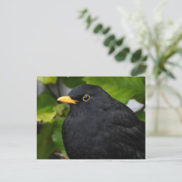 Blackbird Vykort