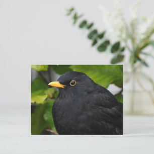 Blackbird Vykort