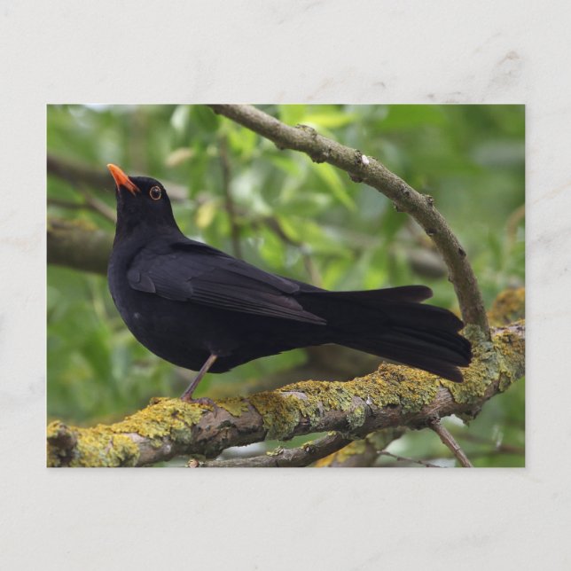Blackbird Vykort (Framsida)