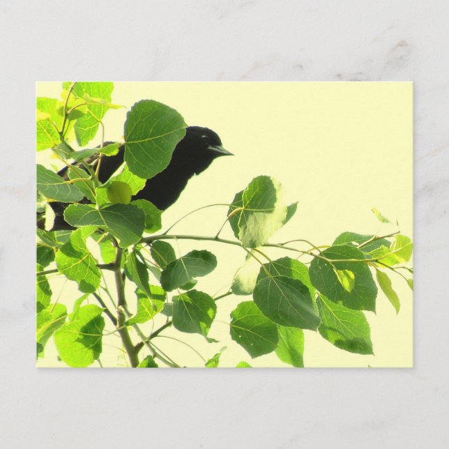 Blackbird Vykort (Framsida)