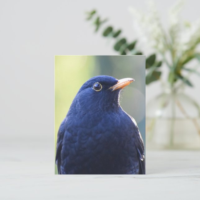 Blackbird Vykort (Stående Fram)