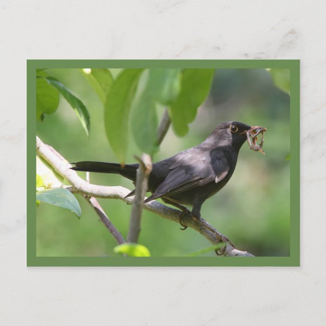 Blackbird Vykort (Framsida)