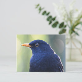 Blackbird Vykort