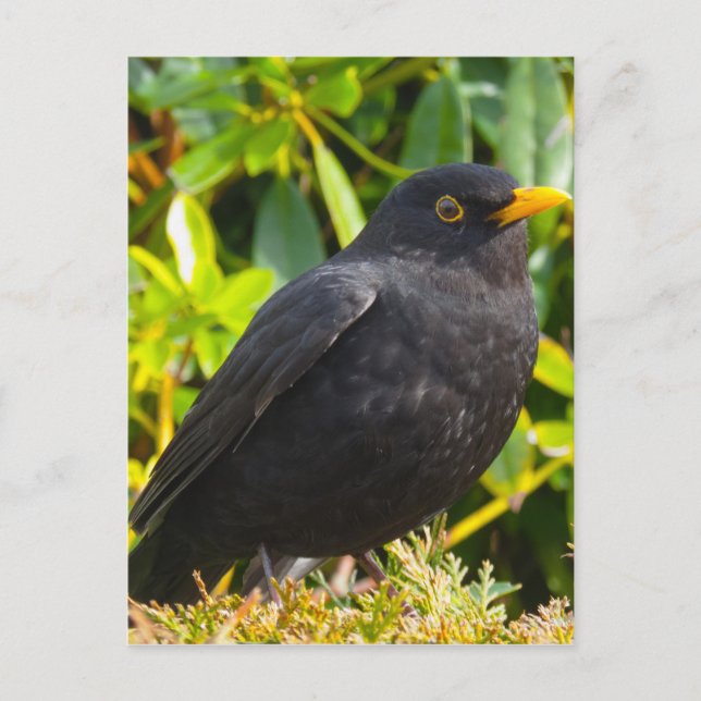 Blackbird Vykort (Framsida)