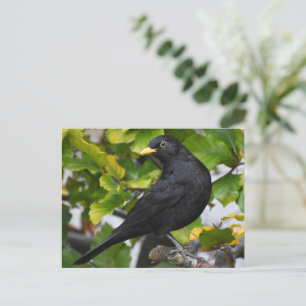 Blackbird Vykort