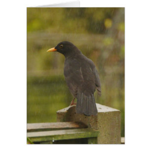 Blackbirdkort Hälsningskort