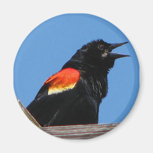 Blackbirdmagnet Magnet