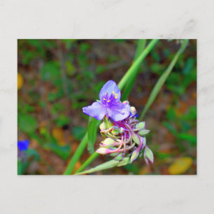 Bläckblommor Vykort